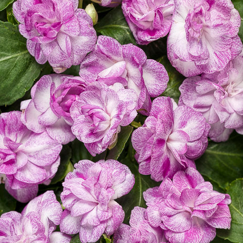 Rockapulco® Wisteria Double Impatiens | Proven Winners®