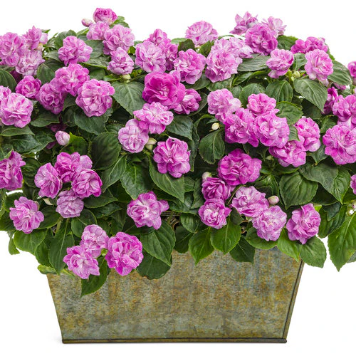 Rockapulco® Wisteria Double Impatiens | Proven Winners® - Image 2