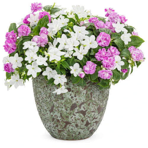 Rockapulco® Wisteria Double Impatiens | Proven Winners® - Image 3
