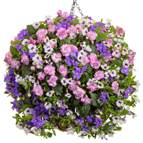 Rockapulco® Wisteria Double Impatiens | Proven Winners® - Image 4