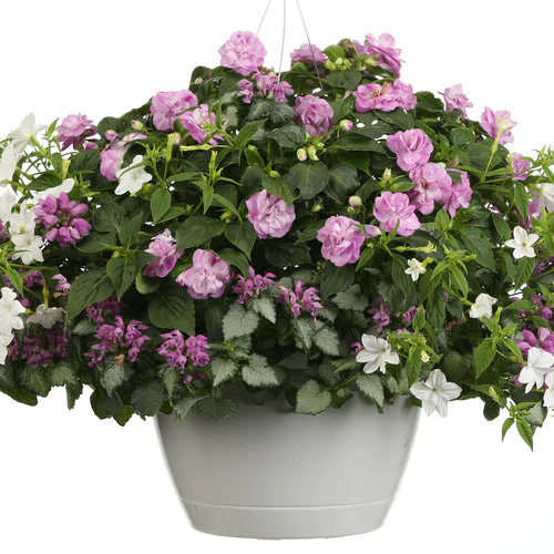 Rockapulco® Wisteria Double Impatiens | Proven Winners® - Image 5