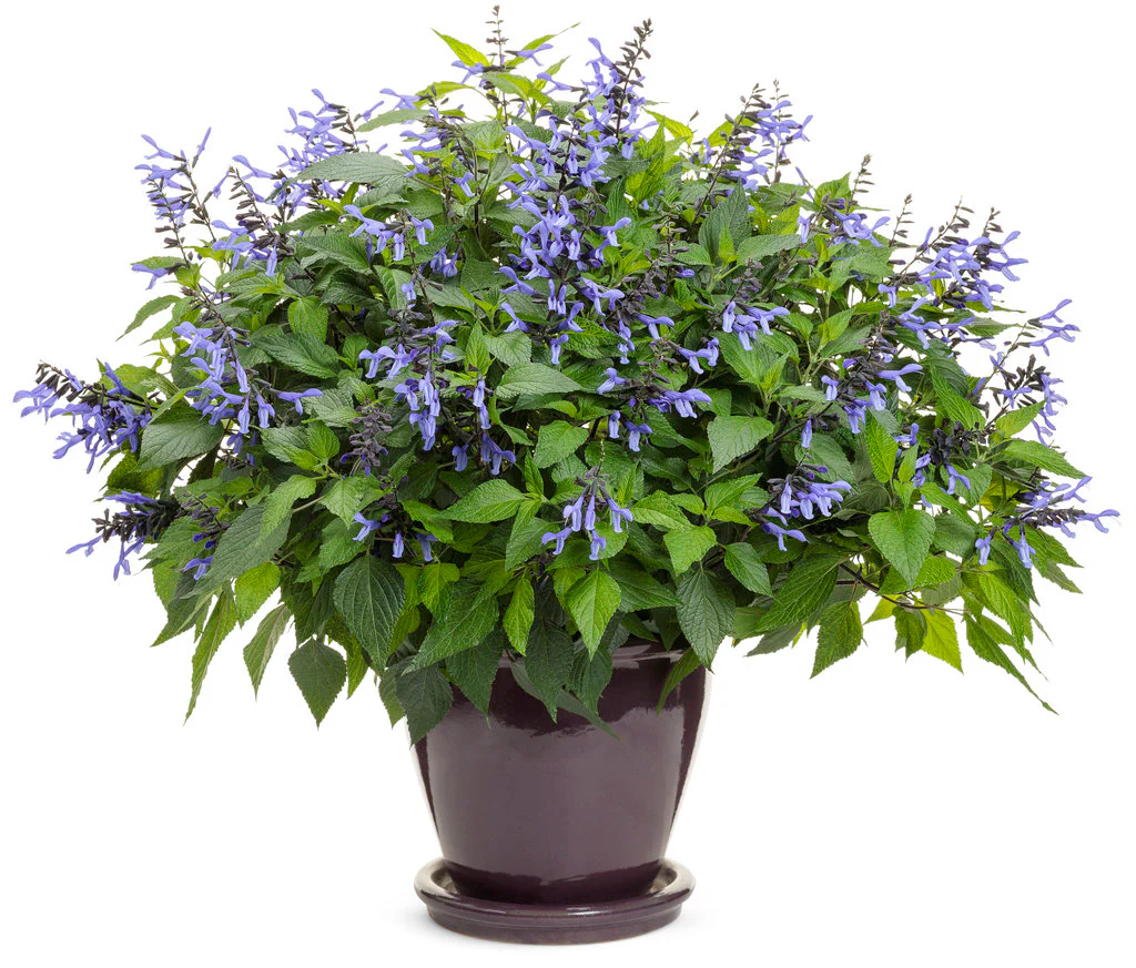 Rockin'® Blue Suede Shoes™ Salvia | Proven Winners® - Image 3