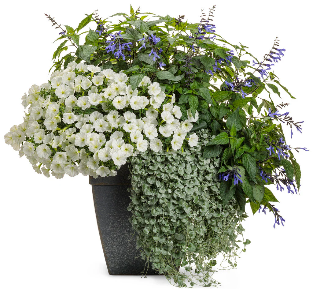 Rockin'® Blue Suede Shoes™ Salvia | Proven Winners® - Image 4