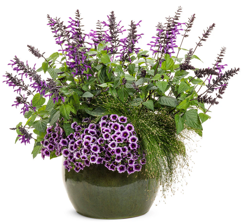 Rockin'® Deep Purple™ Salvia | Proven Winners® - Image 2