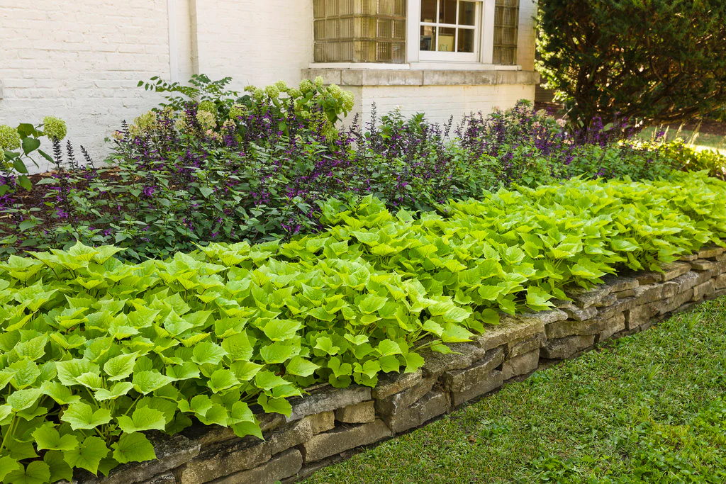 Rockin'® Deep Purple™ Salvia | Proven Winners® - Image 3