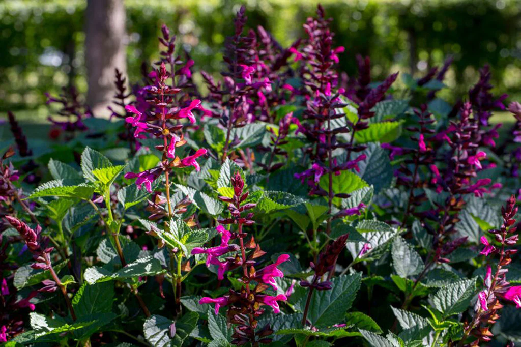 Rockin'® Fuchsia Salvia | Proven Winners® - Image 2