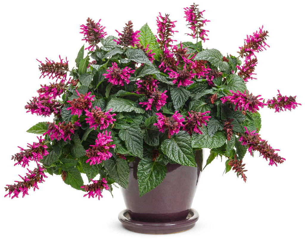 Rockin'® Fuchsia Salvia | Proven Winners® - Image 3
