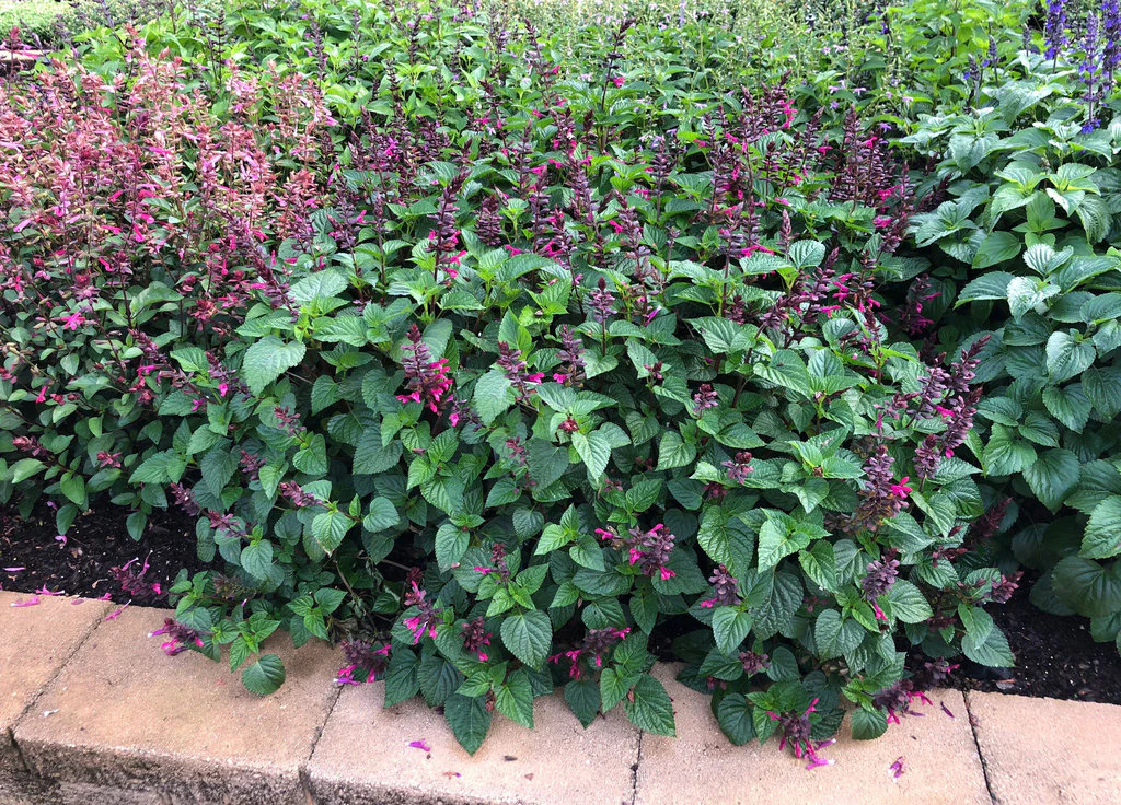 Rockin'® Fuchsia Salvia | Proven Winners® - Image 4