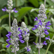 Rockin'® Playin' the Blues™ Salvia | Proven Winners® - Image 3