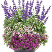 Rockin'® Playin' the Blues™ Salvia | Proven Winners® - Image 4