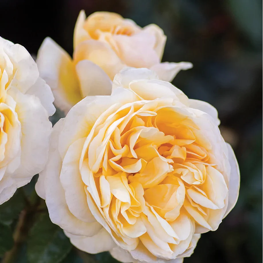 Romantica® Moonlight Rose | Star® Roses - Image 3