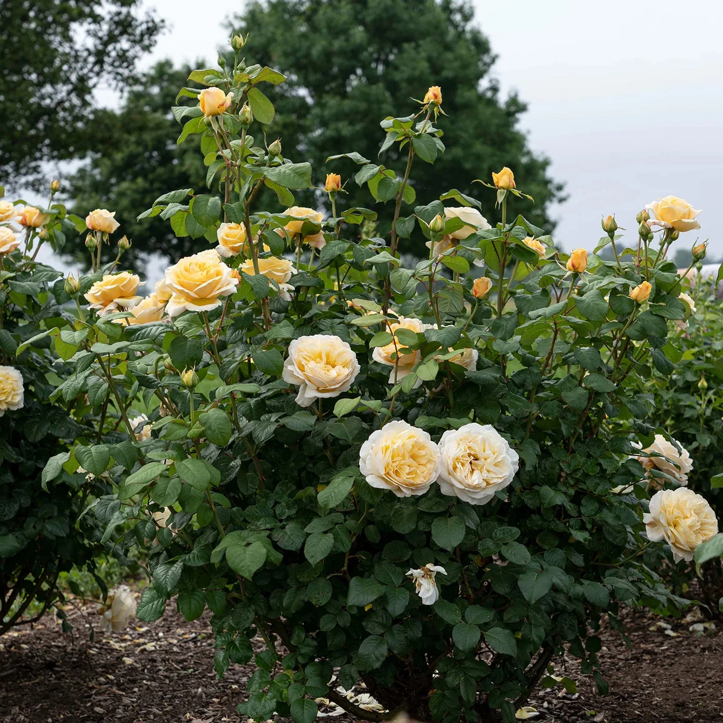 Romantica® Moonlight Rose | Star® Roses - Image 4