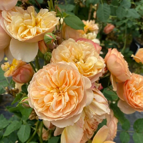 FLAVORETTE® Honey-Apricot Rose | Proven Winners®