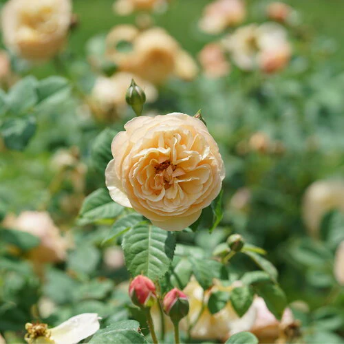FLAVORETTE® Honey-Apricot Rose | Proven Winners® - Image 2
