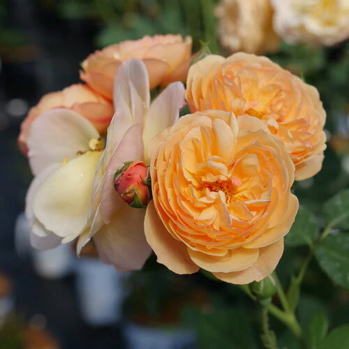 FLAVORETTE® Honey-Apricot Rose | Proven Winners® - Image 3