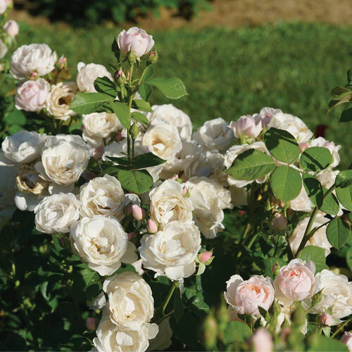 Rosa FLAVORETTE PEAR’D® | Proven Winners®