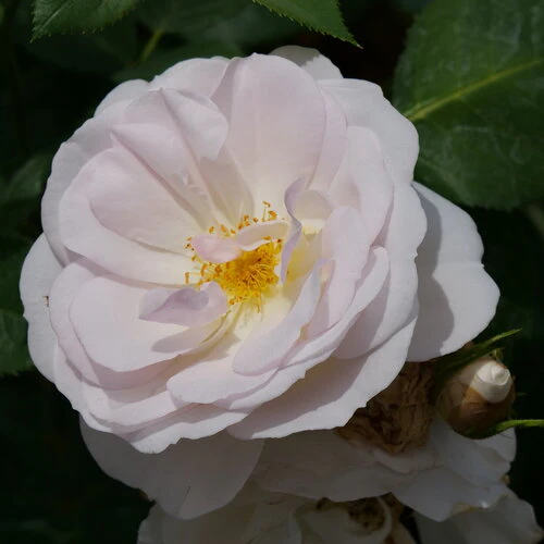 Rosa FLAVORETTE PEAR’D® | Proven Winners® - Image 2
