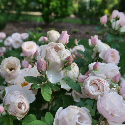 Rosa FLAVORETTE PEAR’D® | Proven Winners® - Image 3