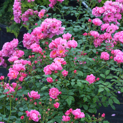 Oso Easy® Double Pink Rose | Proven Winners®