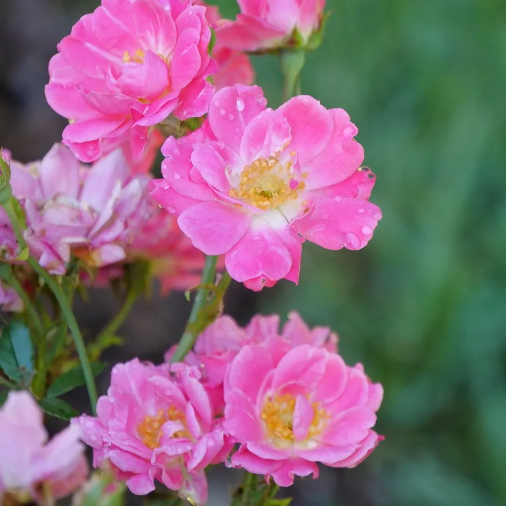 Oso Easy® Double Pink Rose | Proven Winners® - Image 2