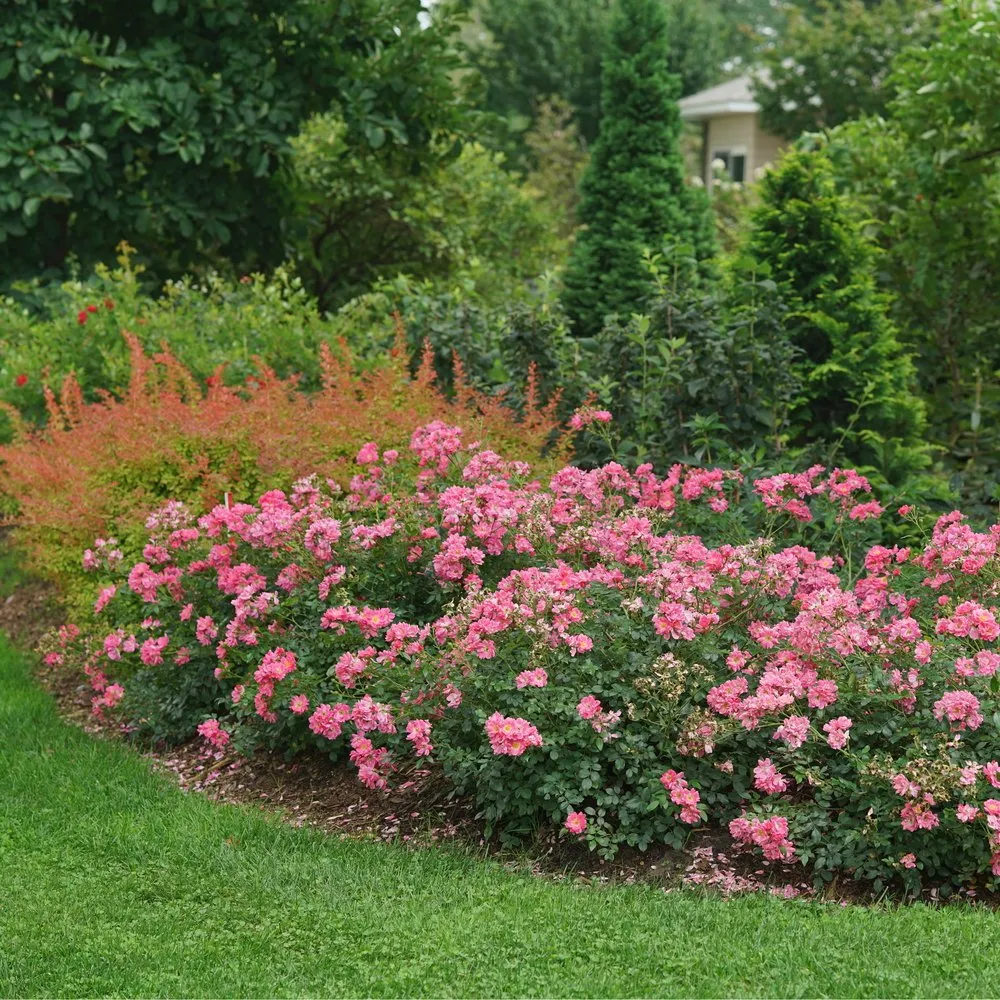 Oso Easy® Double Pink Rose | Proven Winners® - Image 3