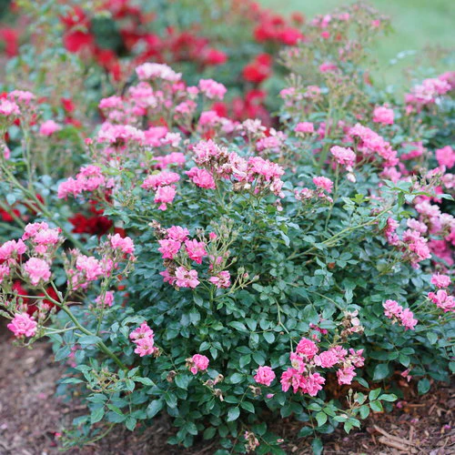 Oso Easy® Double Pink Rose | Proven Winners® - Image 4