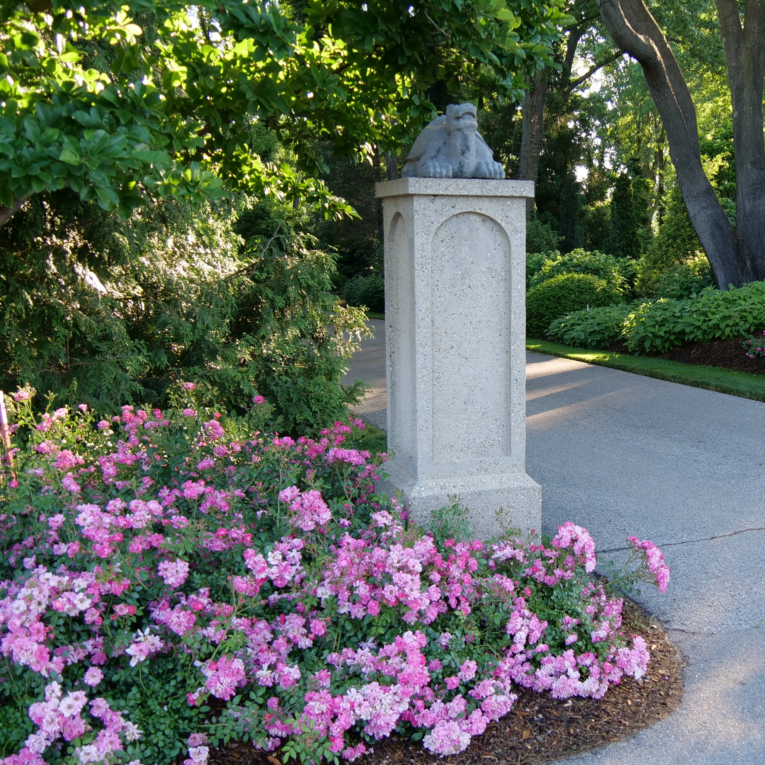 Oso Easy® Double Pink Rose | Proven Winners® - Image 5
