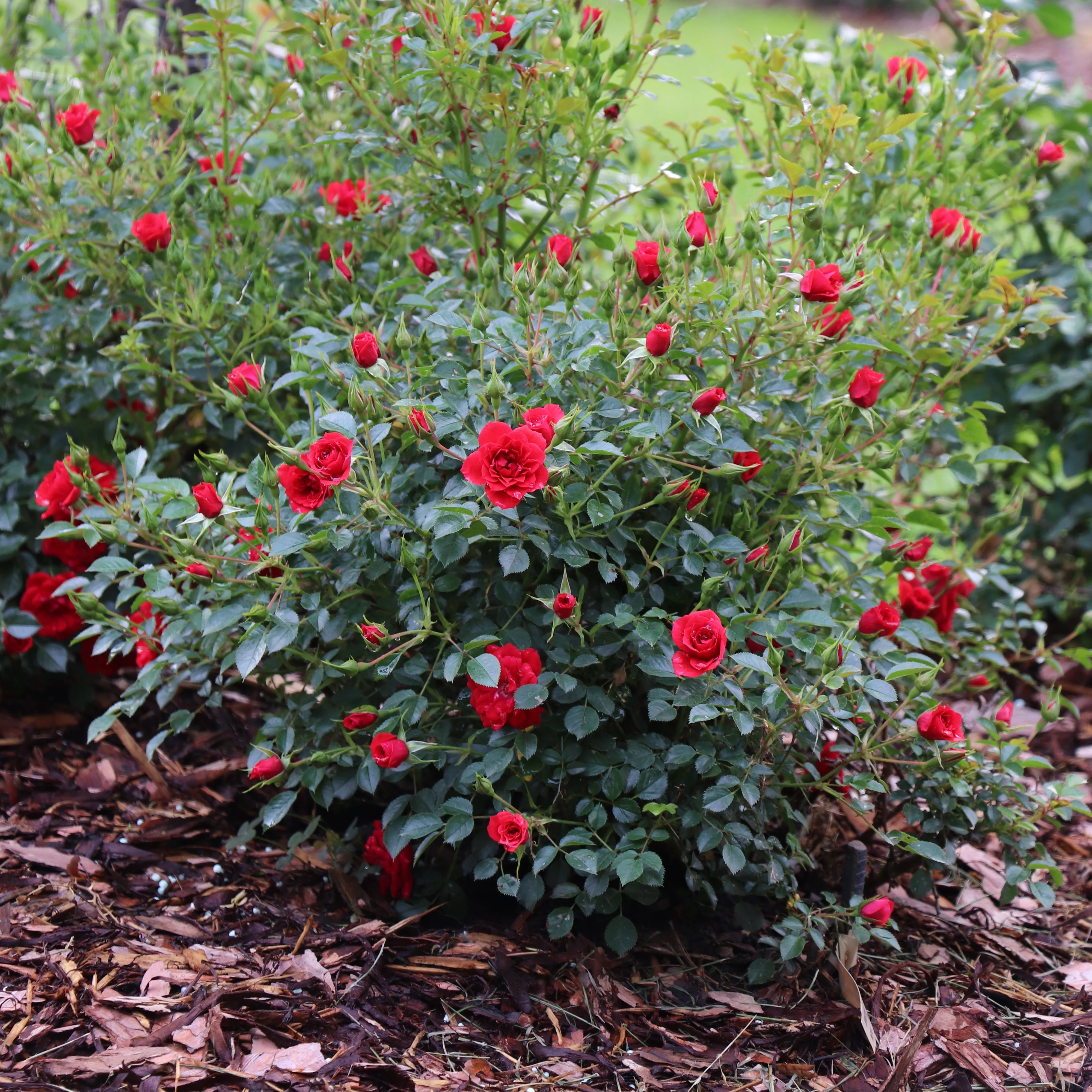 Oso Easy® Pathfinder™ Red Rose | Proven Winners®