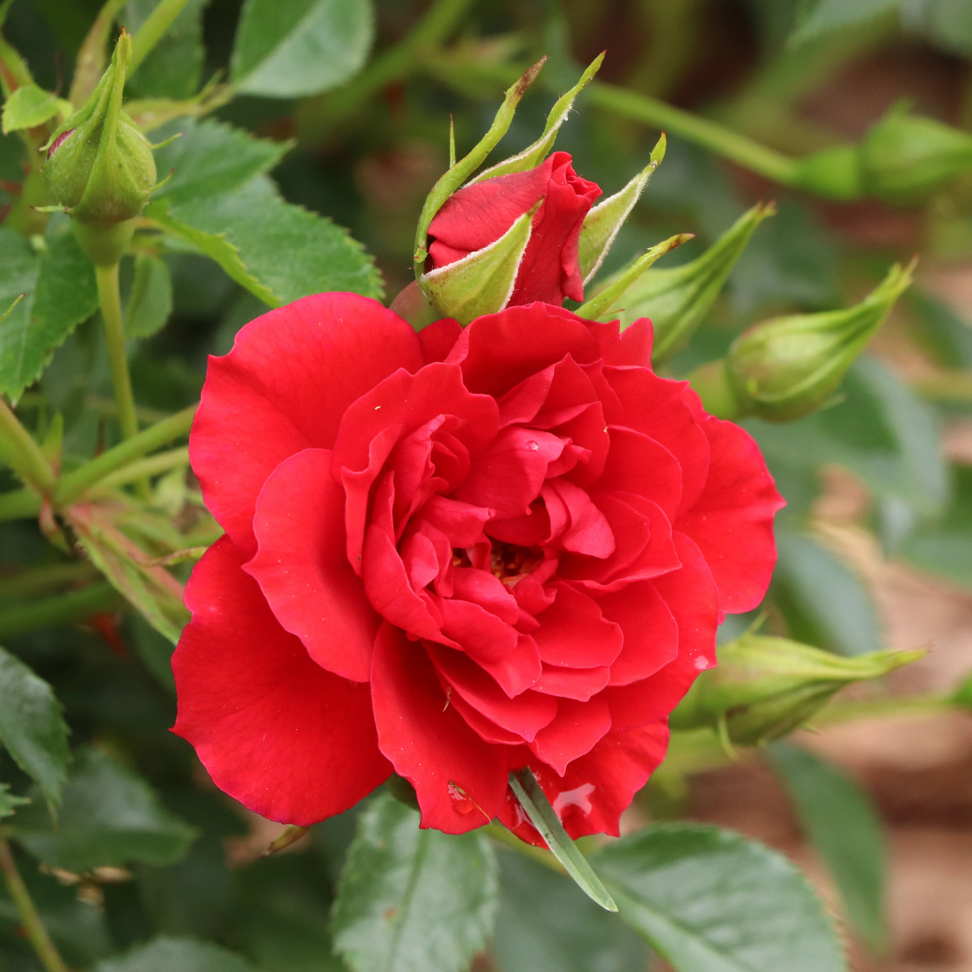 Oso Easy® Pathfinder™ Red Rose | Proven Winners® - Image 2