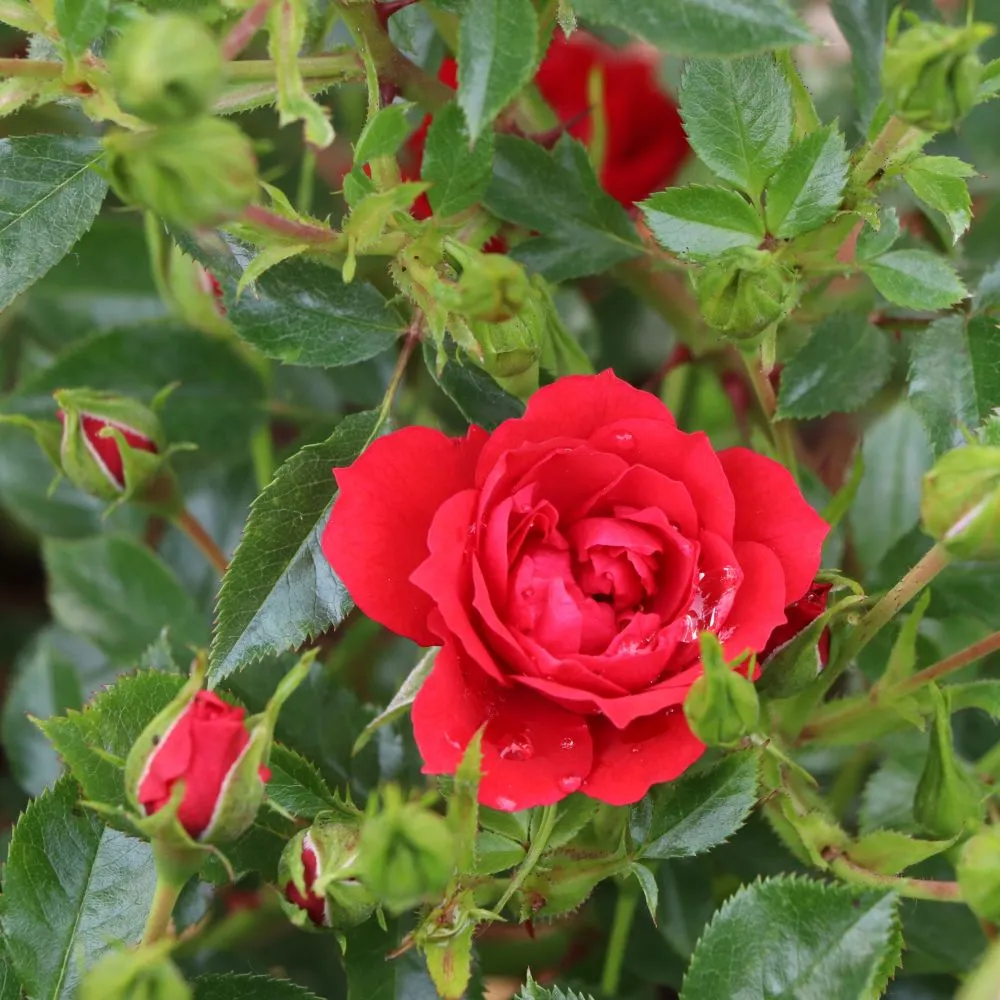Oso Easy® Pathfinder™ Red Rose | Proven Winners® - Image 3