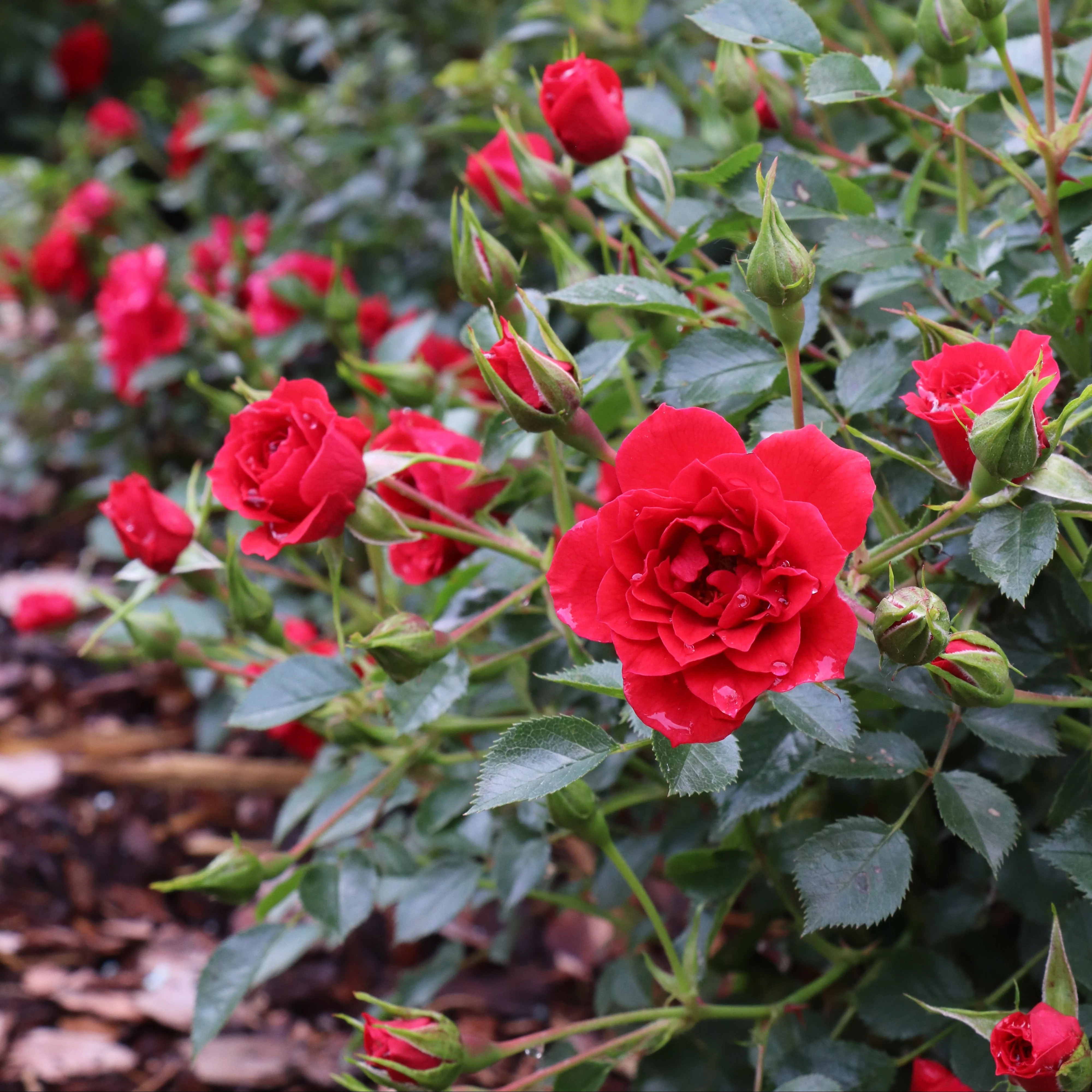 Oso Easy® Pathfinder™ Red Rose | Proven Winners® - Image 4