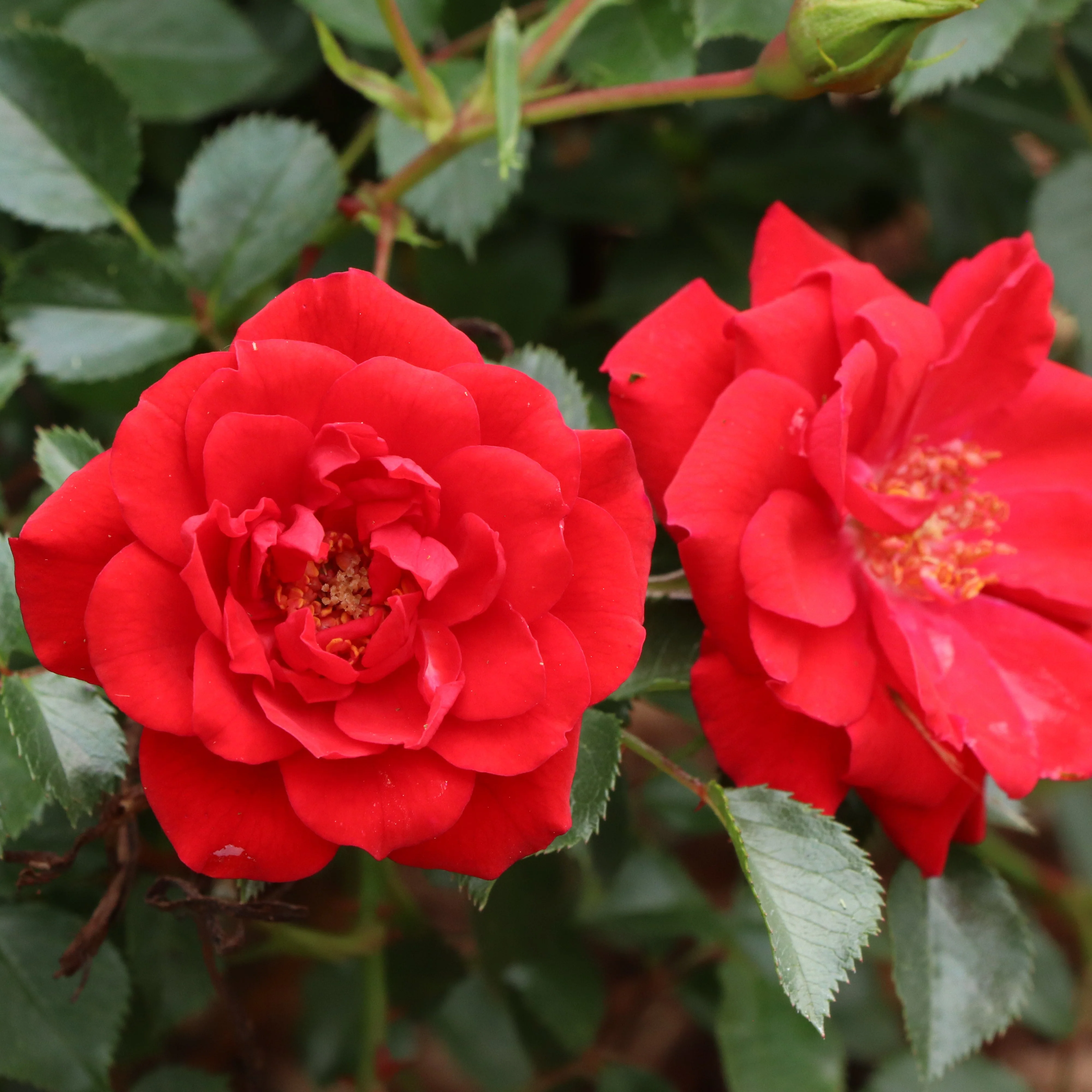 Oso Easy® Pathfinder™ Red Rose | Proven Winners® - Image 5