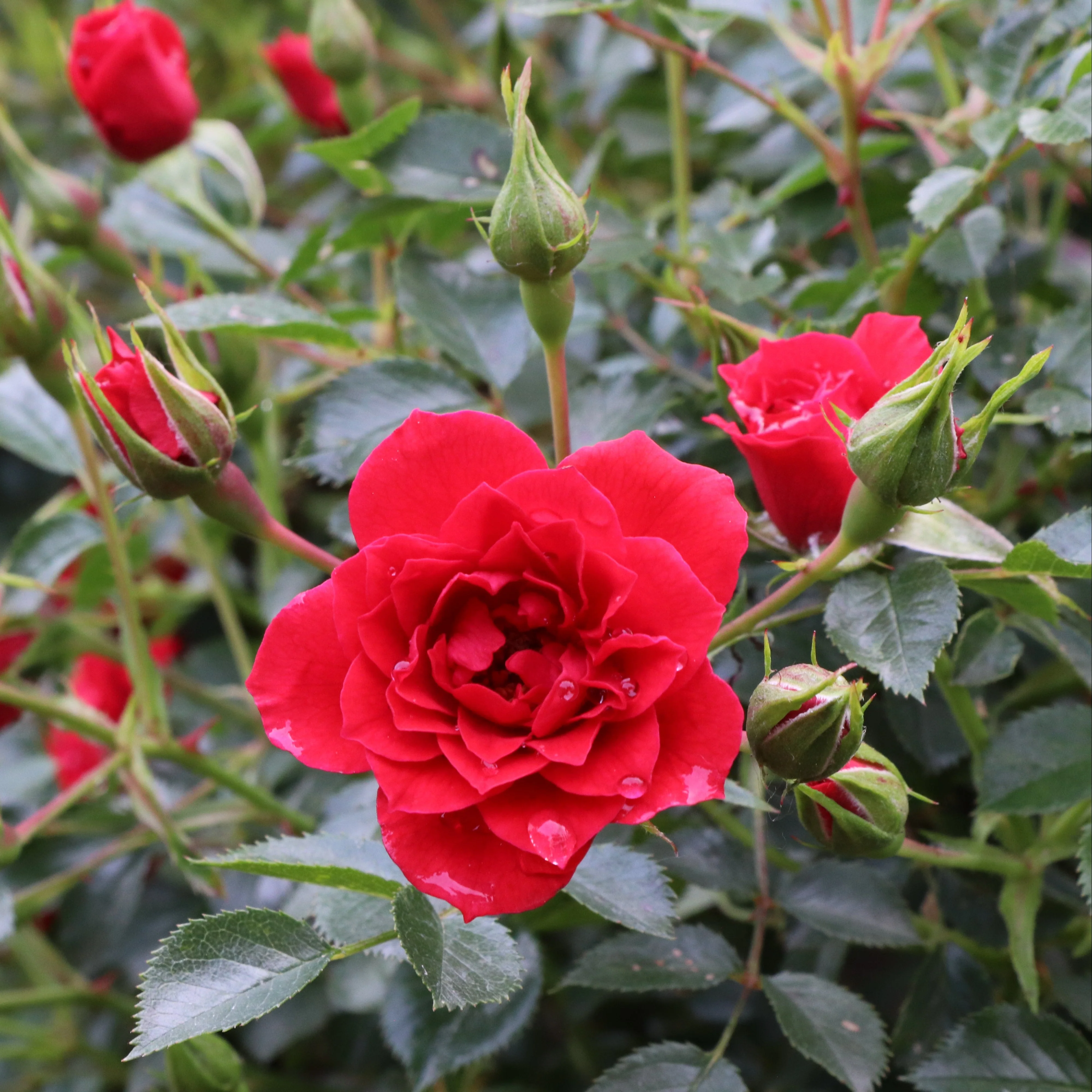 Oso Easy® Pathfinder™ Red Rose | Proven Winners® - Image 6