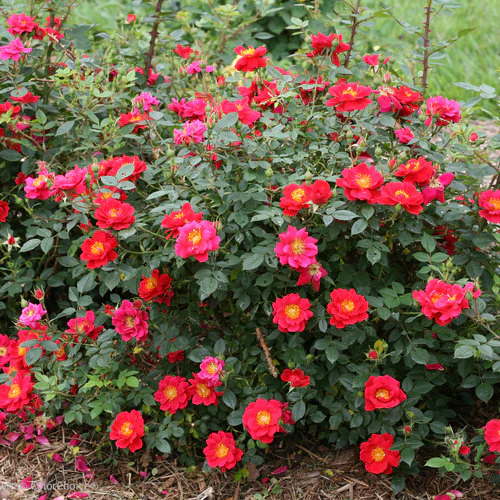 Oso Easy® Urband Legend® Rose | Proven Winners®