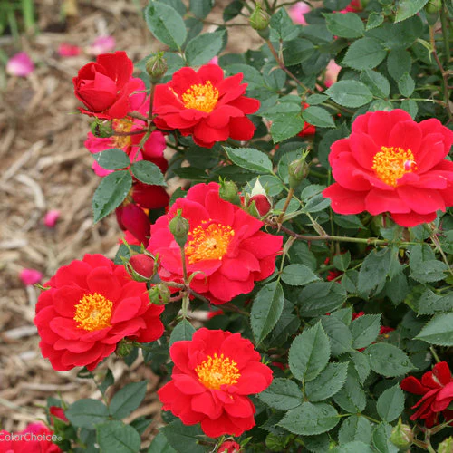 Oso Easy® Urband Legend® Rose | Proven Winners® - Image 2