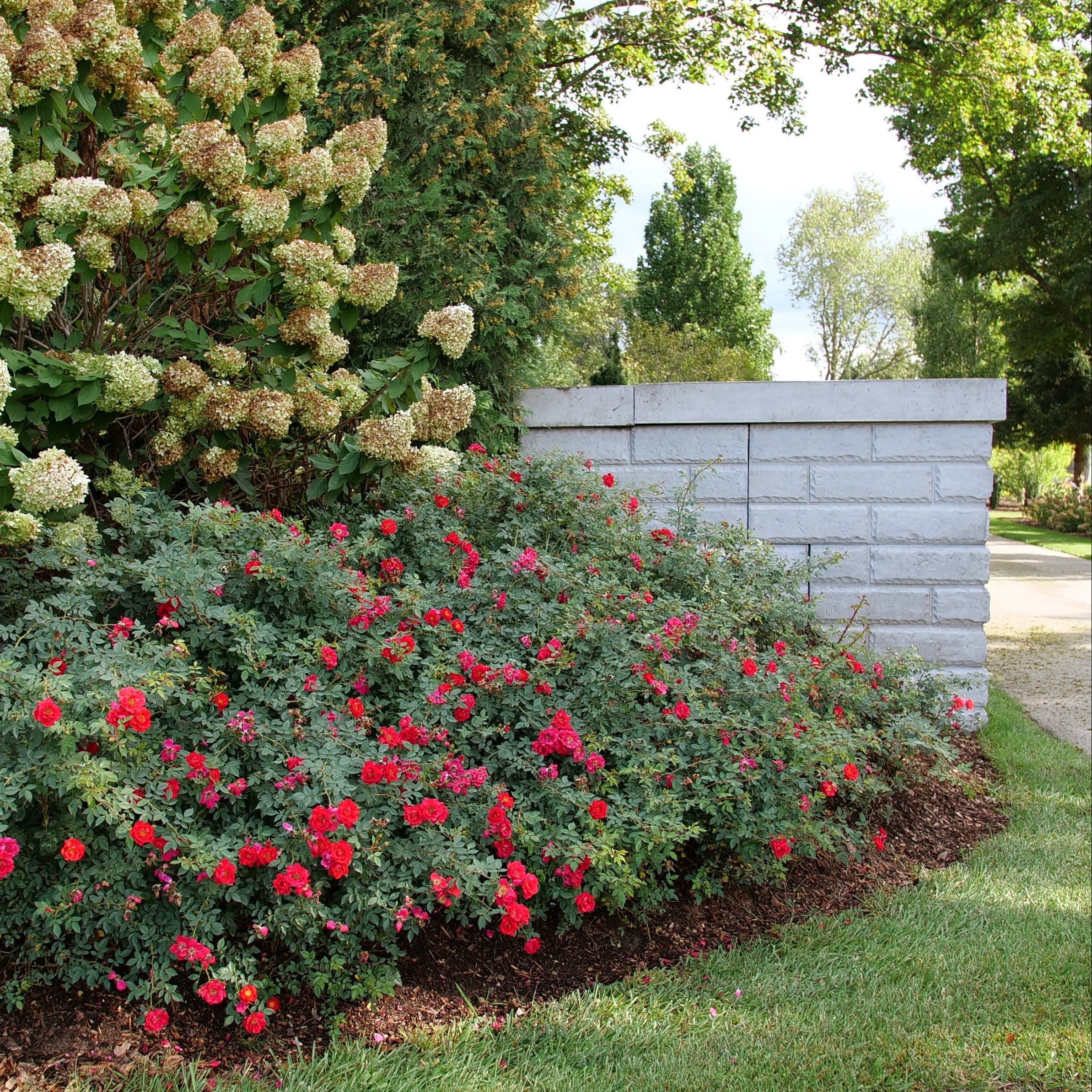 Oso Easy® Urband Legend® Rose | Proven Winners® - Image 3