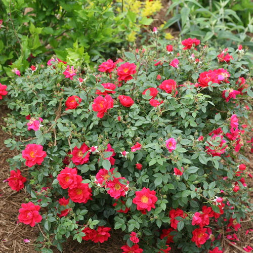 Oso Easy® Urband Legend® Rose | Proven Winners® - Image 4