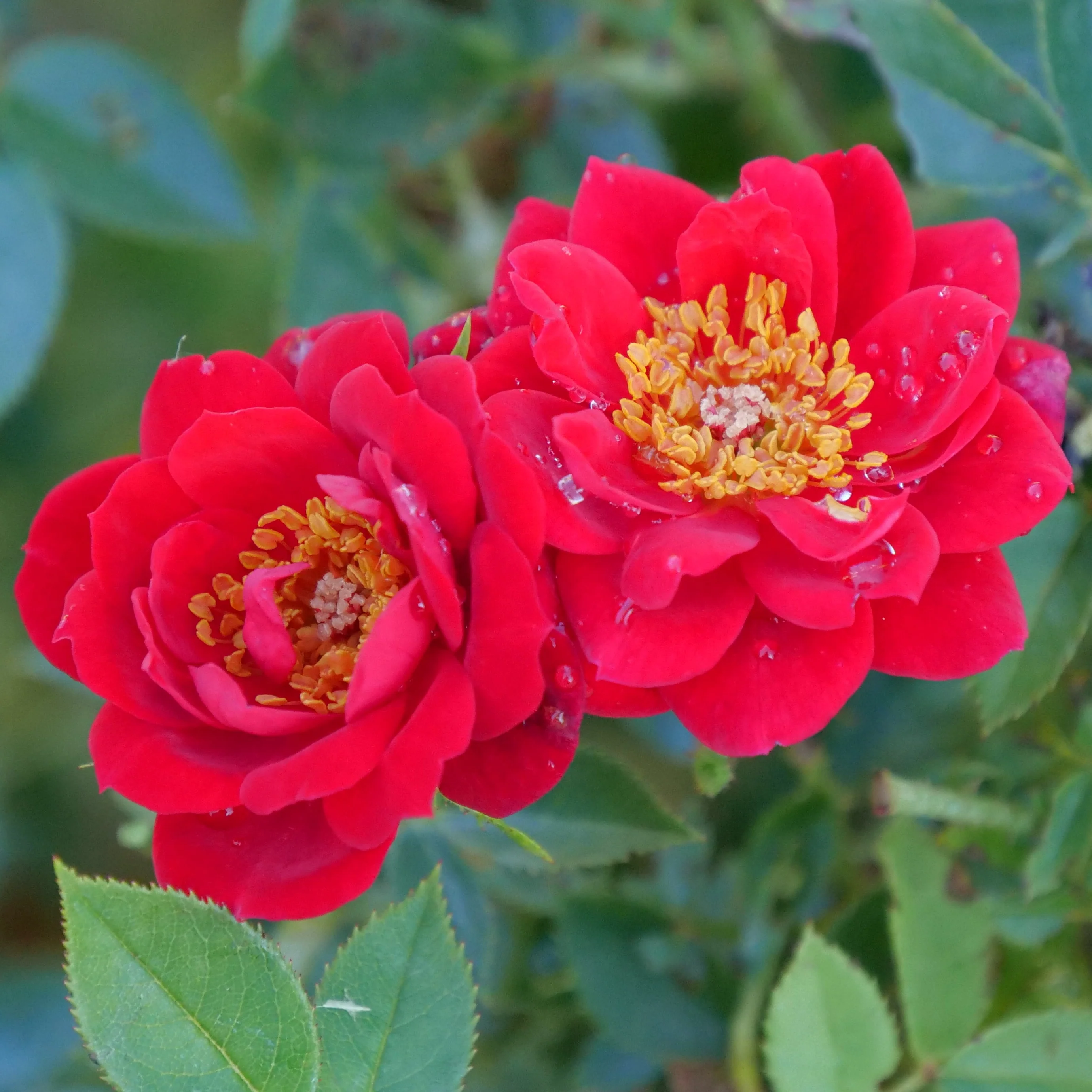 Oso Easy® Urband Legend® Rose | Proven Winners® - Image 5