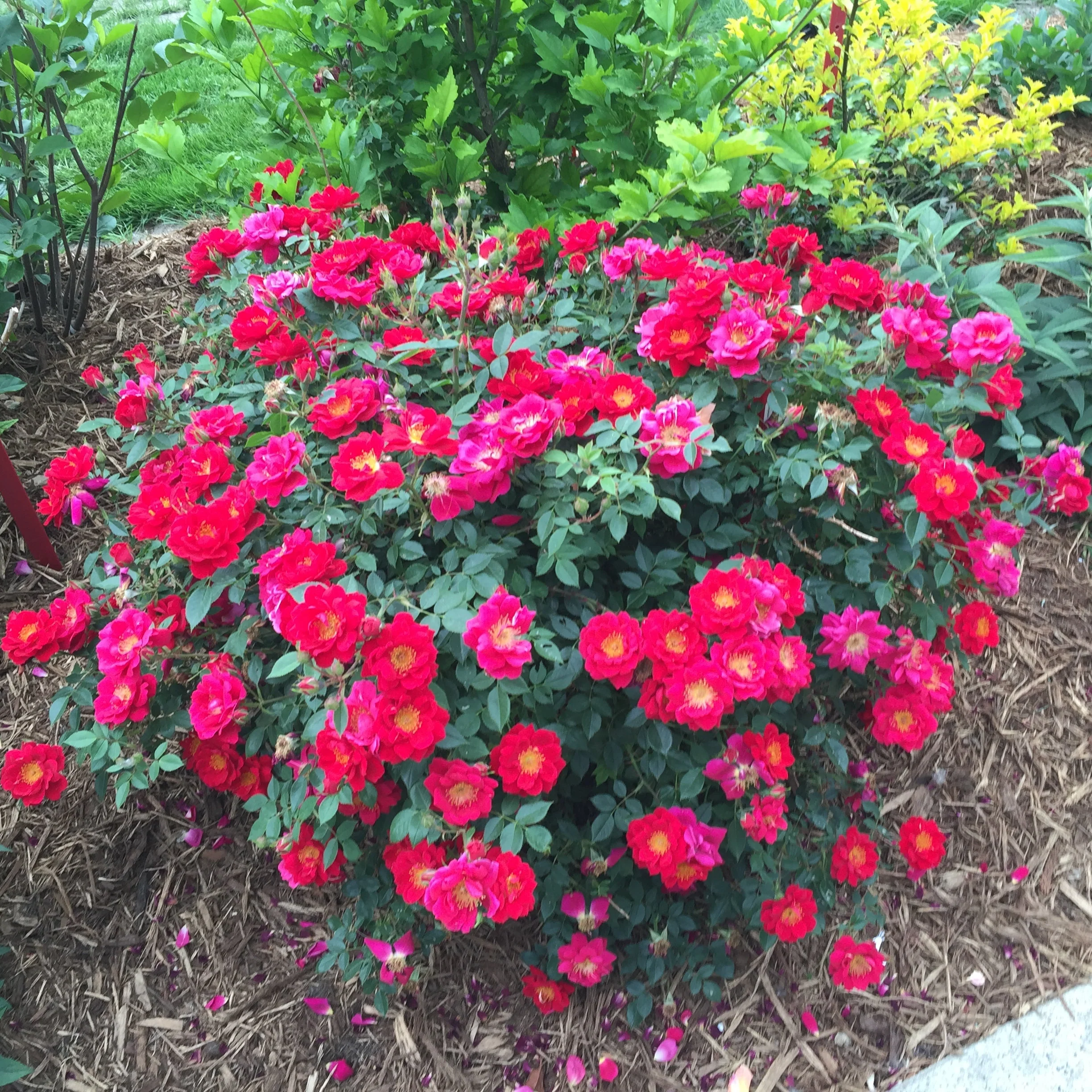 Oso Easy® Urband Legend® Rose | Proven Winners® - Image 6