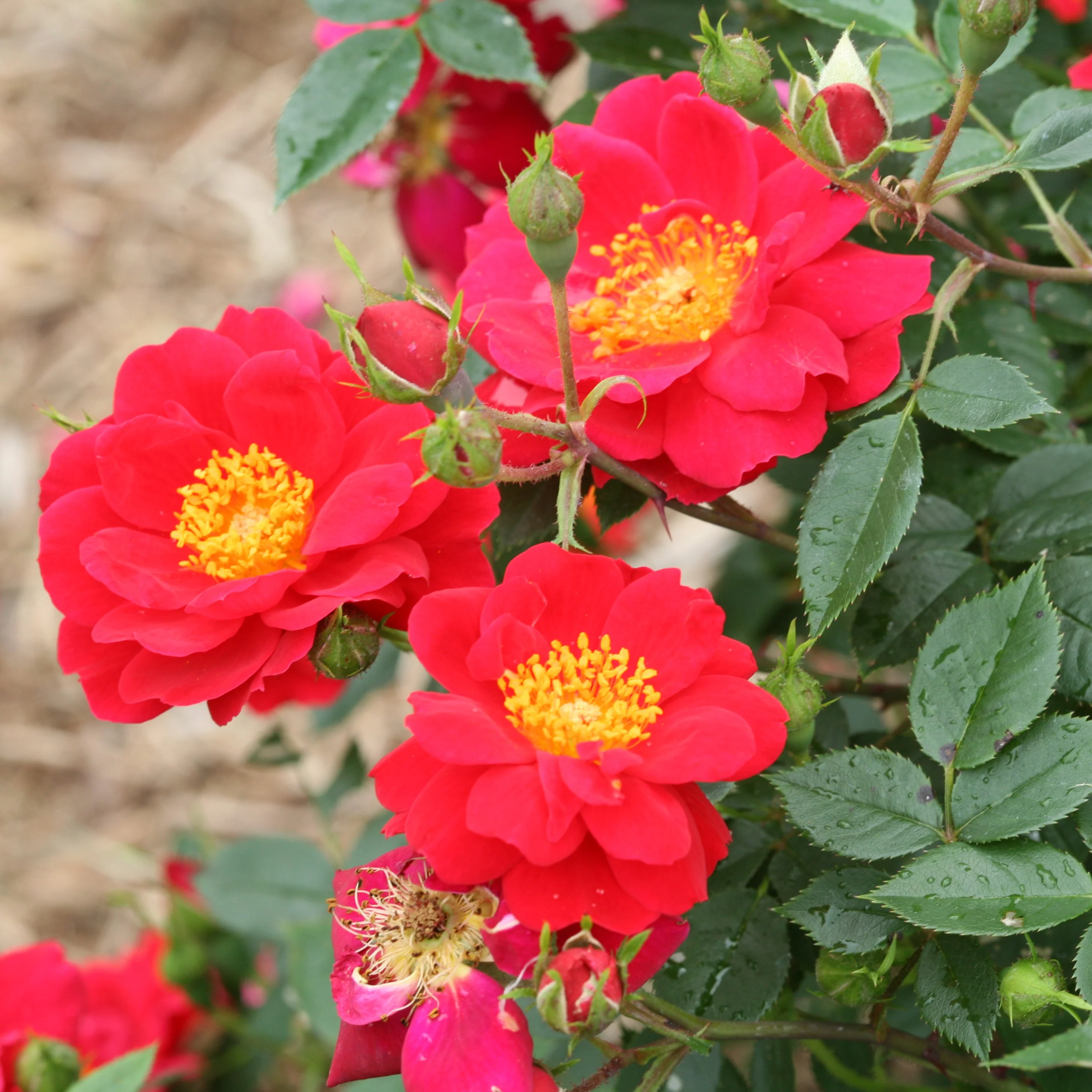 Oso Easy® Urband Legend® Rose | Proven Winners® - Image 7
