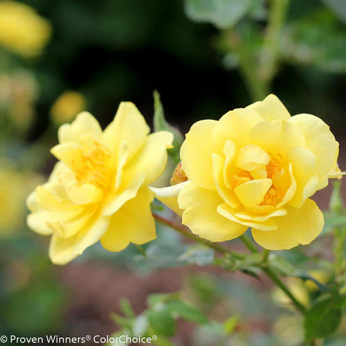 Oso Easy Lemon Zest® Rose | Proven Winners®