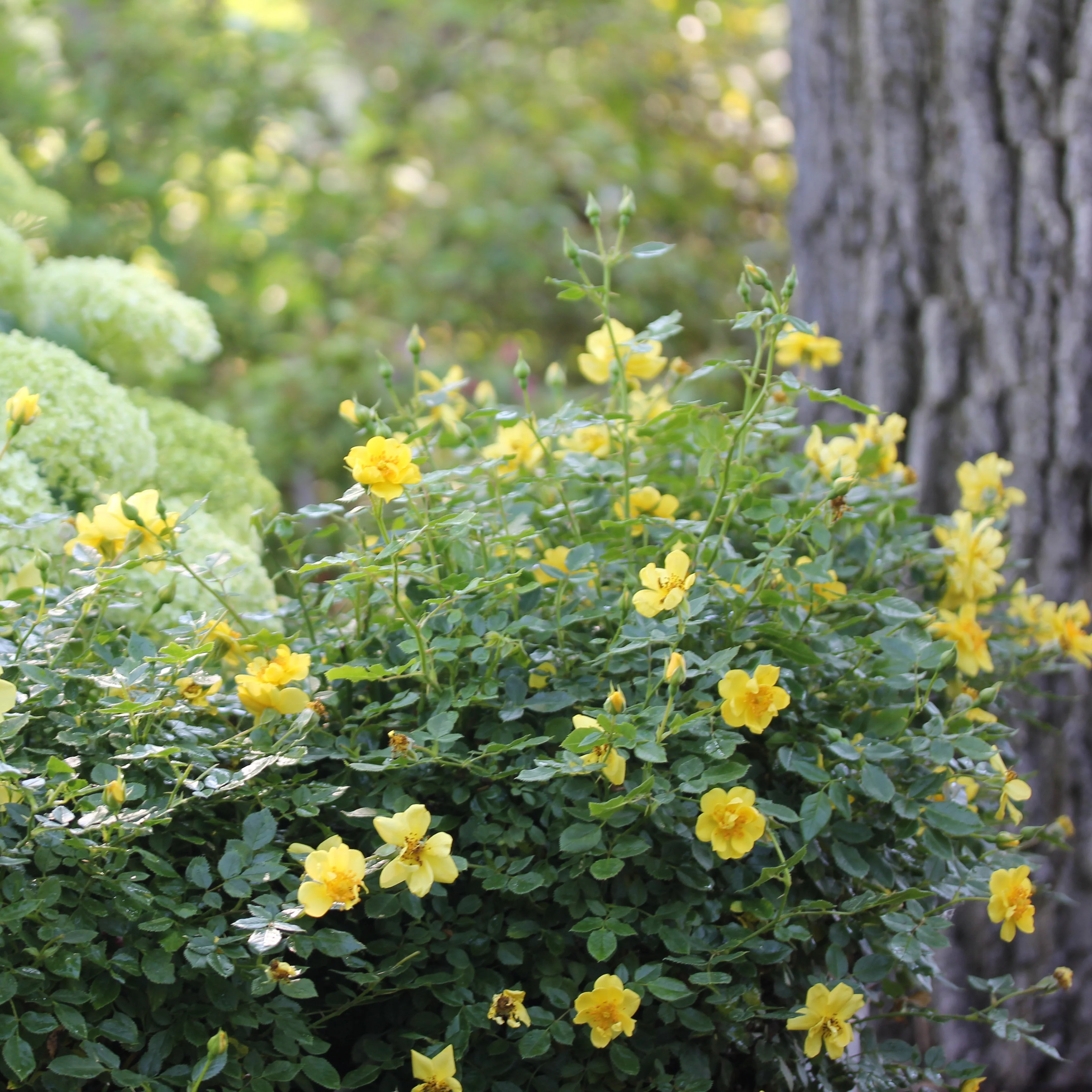 Oso Easy Lemon Zest® Rose | Proven Winners® - Image 2
