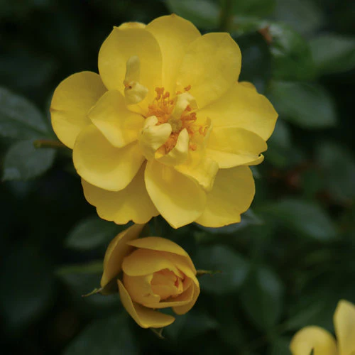 Oso Easy Lemon Zest® Rose | Proven Winners® - Image 3