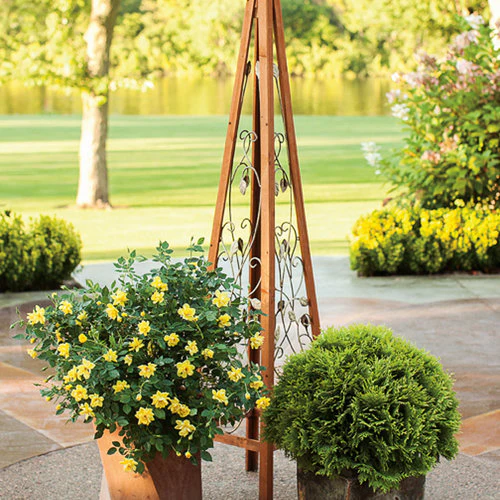 Oso Easy Lemon Zest® Rose | Proven Winners® - Image 4