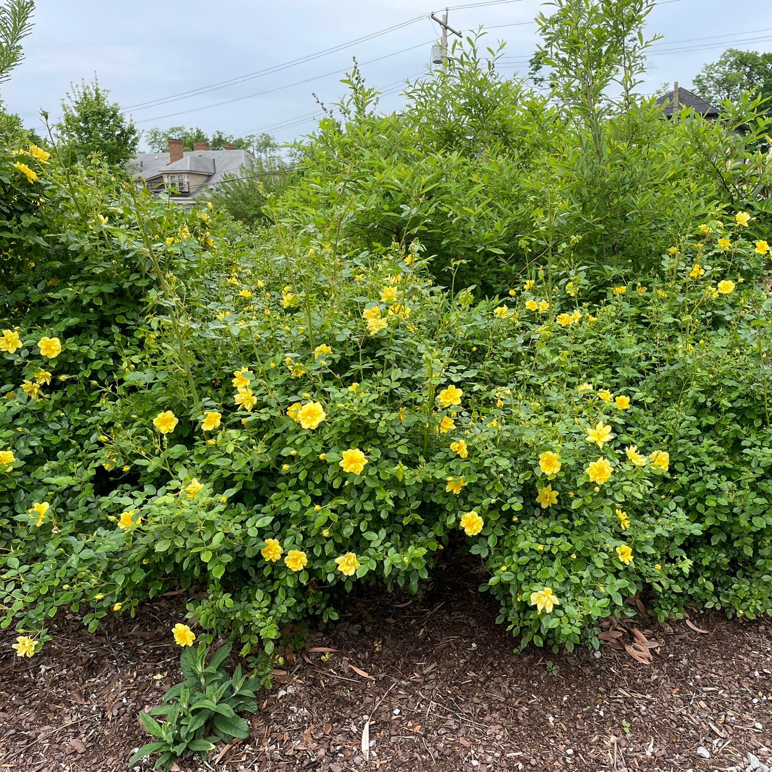 Oso Easy Lemon Zest® Rose | Proven Winners® - Image 5