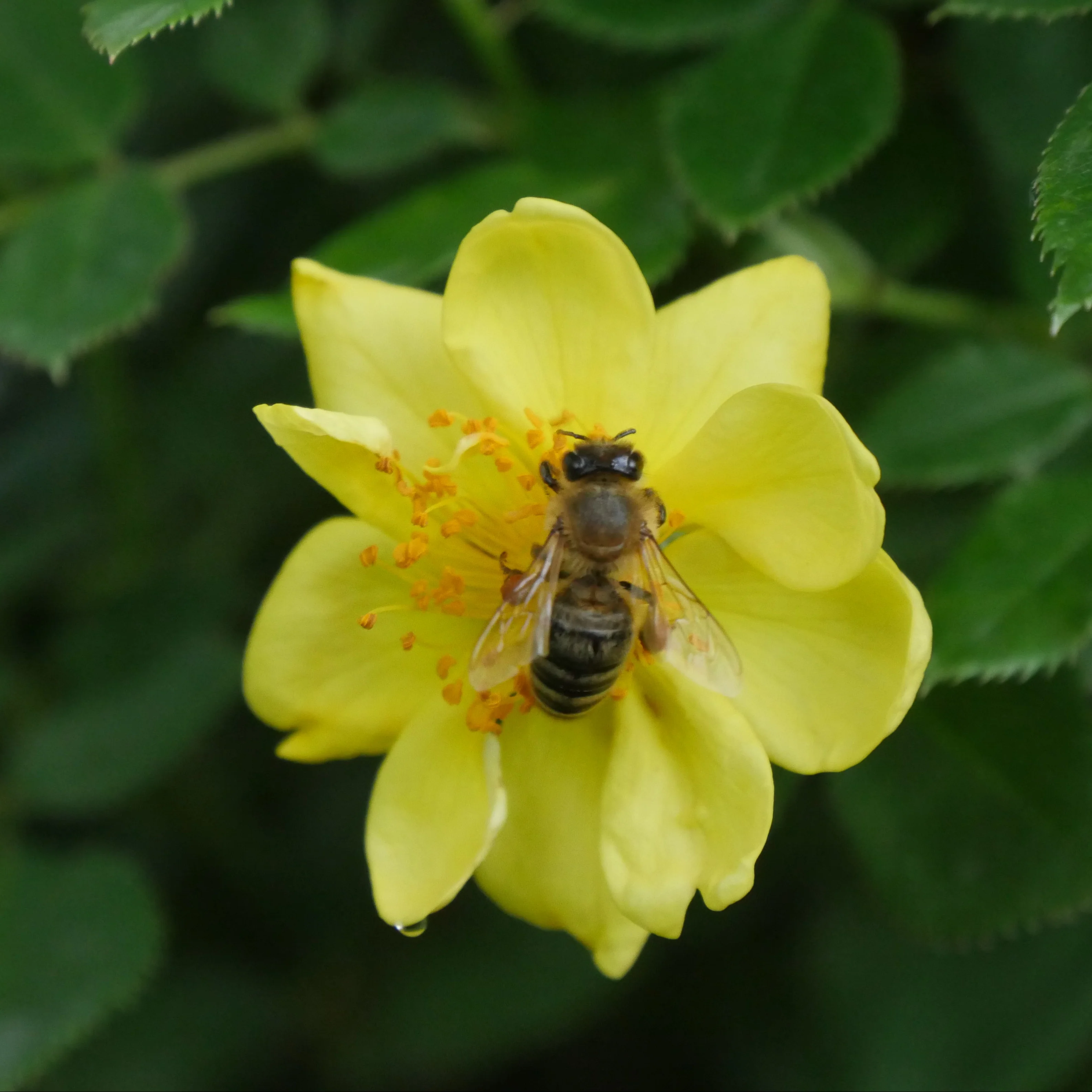 Oso Easy Lemon Zest® Rose | Proven Winners® - Image 6