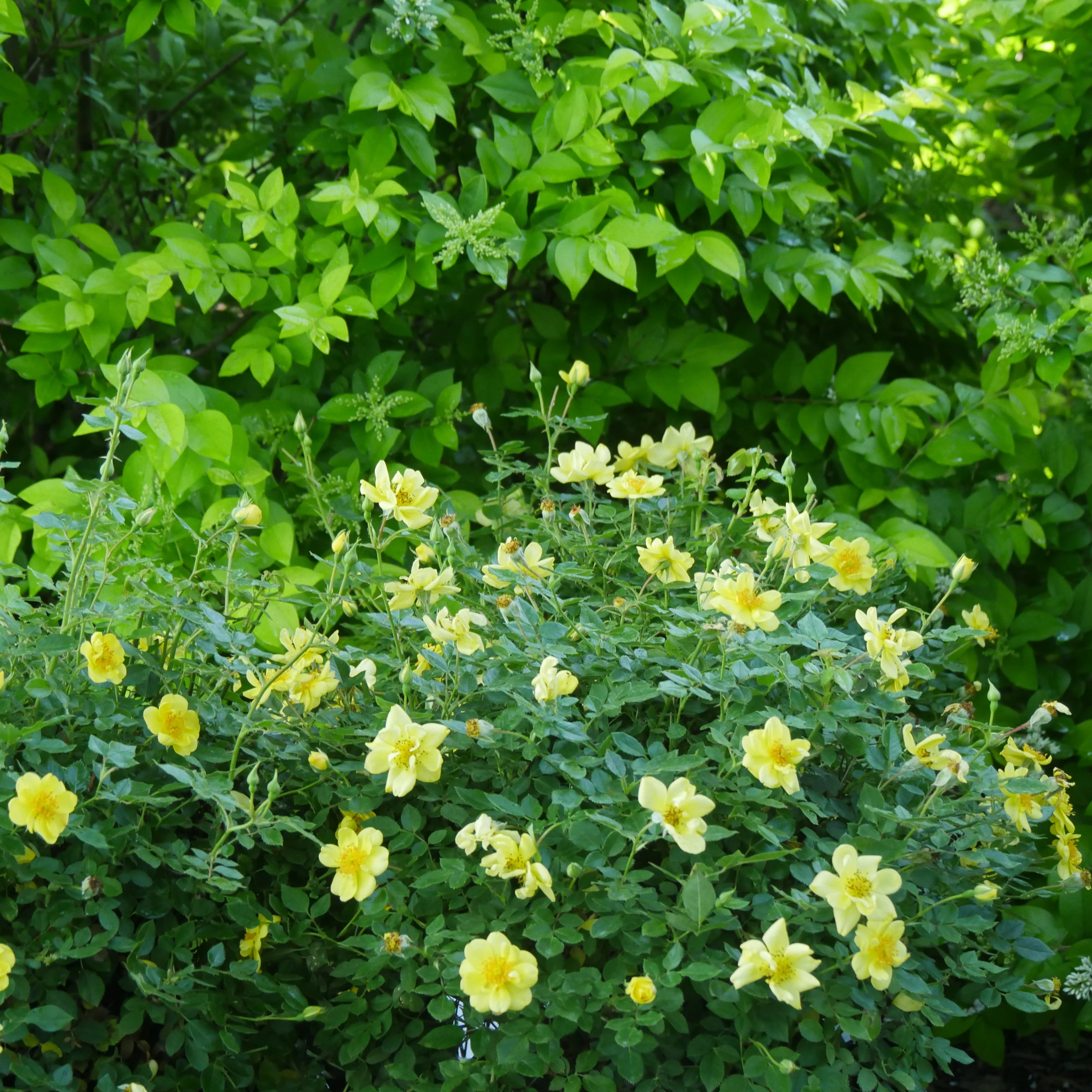 Oso Easy Lemon Zest® Rose | Proven Winners® - Image 7