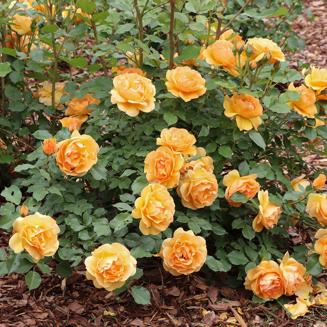 REMINISCENT® Ginger Rose | Proven Winners®