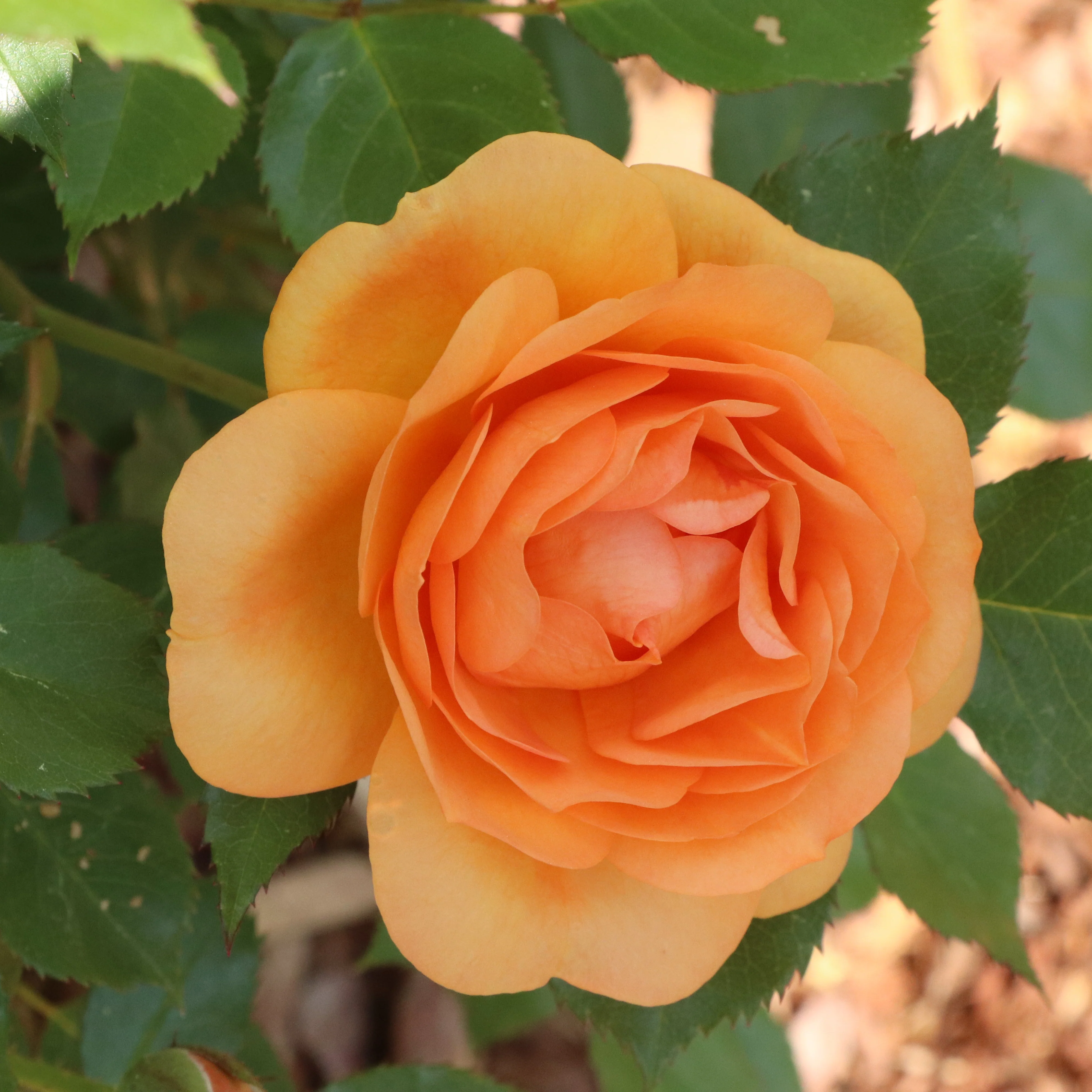 REMINISCENT® Ginger Rose | Proven Winners® - Image 2