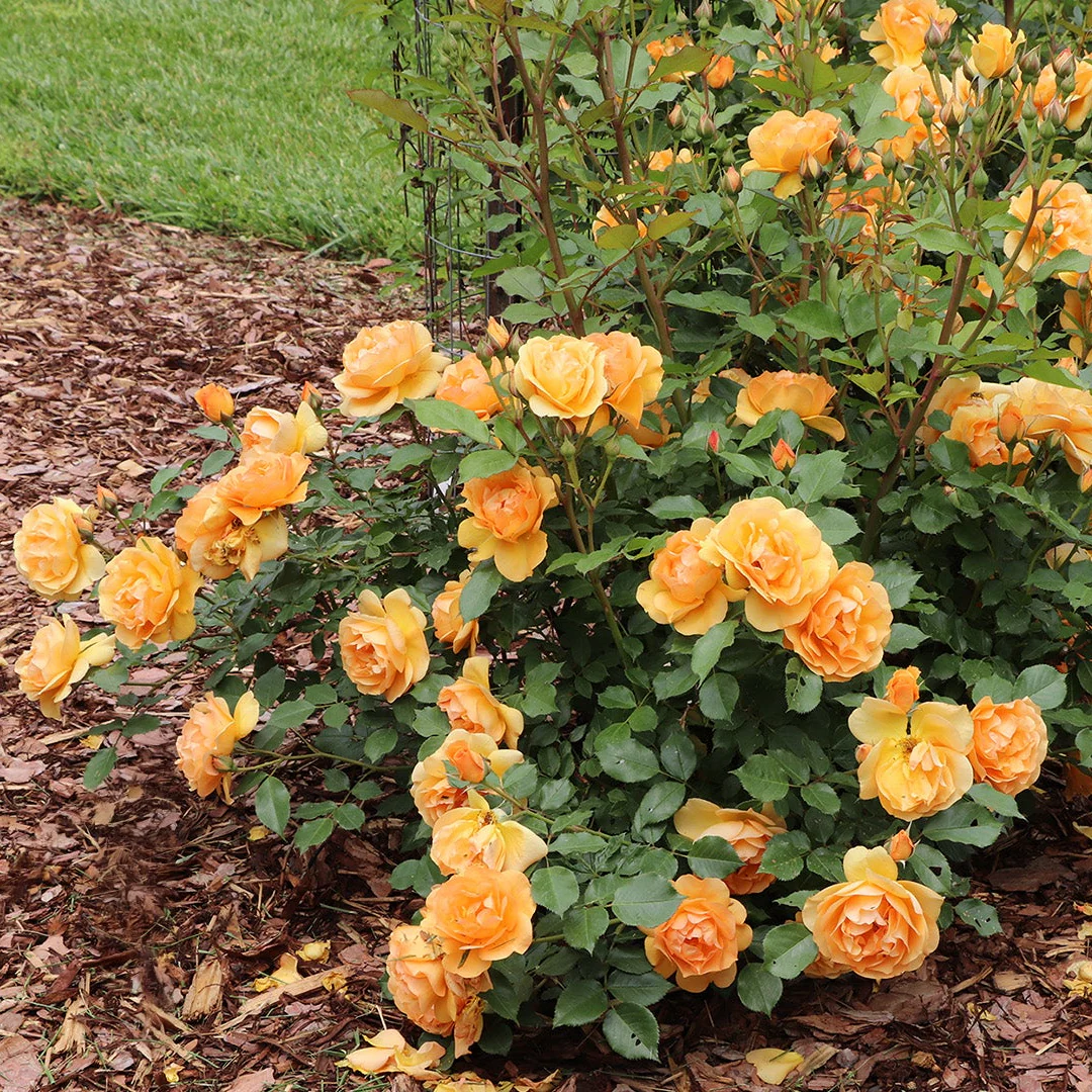 REMINISCENT® Ginger Rose | Proven Winners® - Image 3